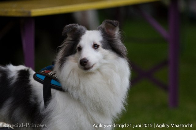 Snowy tijdens een agility wedstrijd
